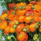 Ranunkel 'Orange'