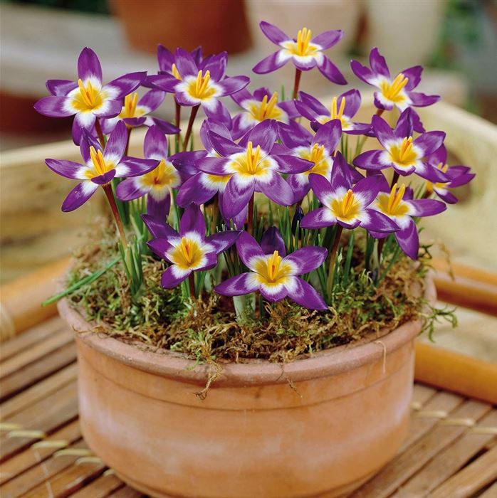 Krokus 'Sieberi Tricolor'