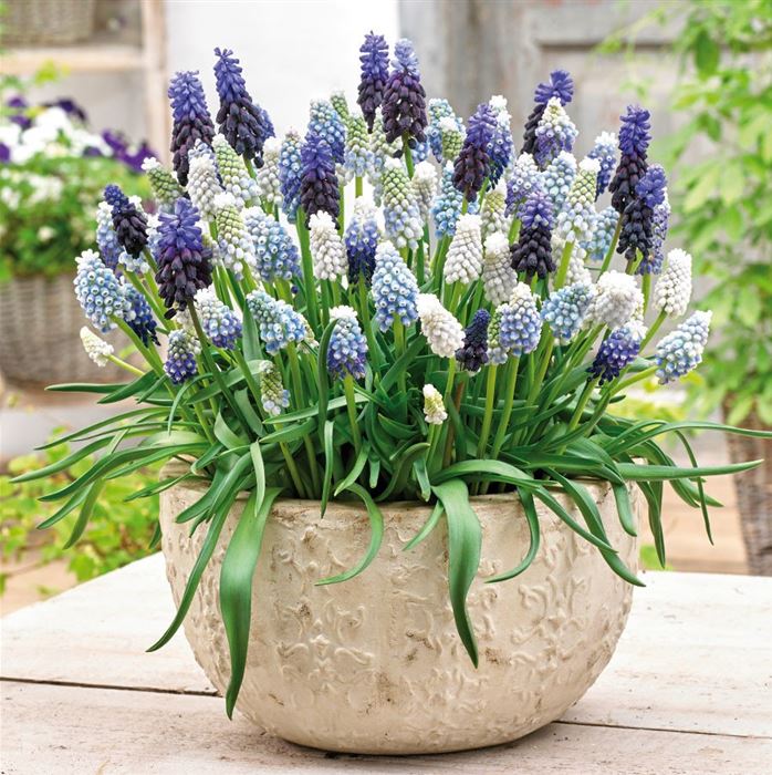 Muscari-Mischung