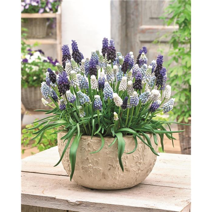 Muscari-Mischung