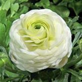 Ranunkel 'Weiß'