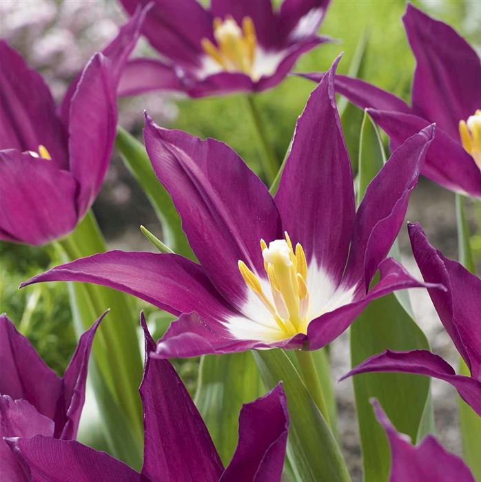 Lilienblütige Tulpe 'Purple Dream'