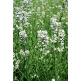 Weißer Lavendel 'Edelweiß'