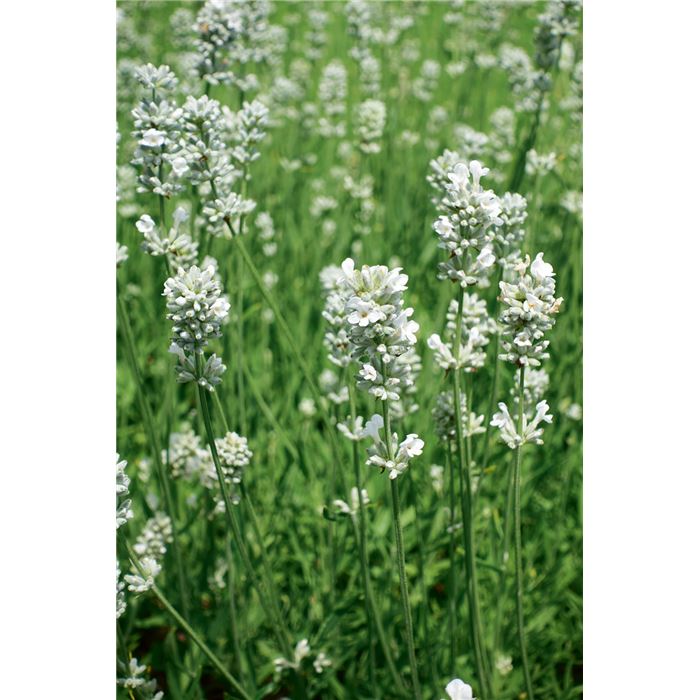 Weißer Lavendel 'Edelweiß'
