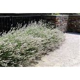 Weißer Lavendel 'Edelweiß'