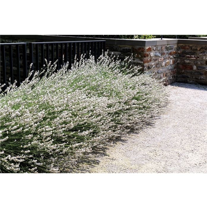 Weißer Lavendel 'Edelweiß'