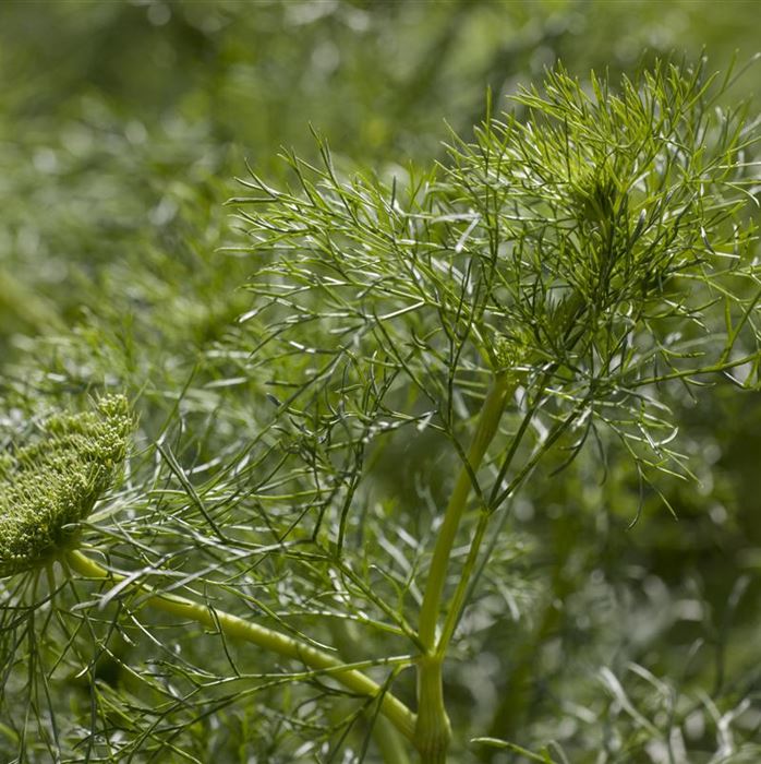 Dill 'Mammut'