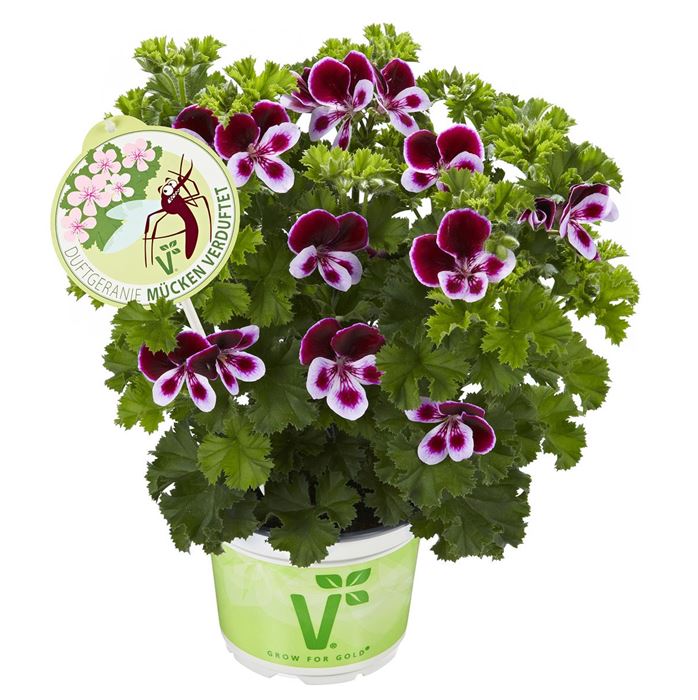 Duftgeranie 'Mücken, verduftet!'