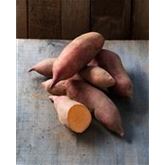 Süßkartoffel 'Erato® Vineland Early Orange' (V15L105)