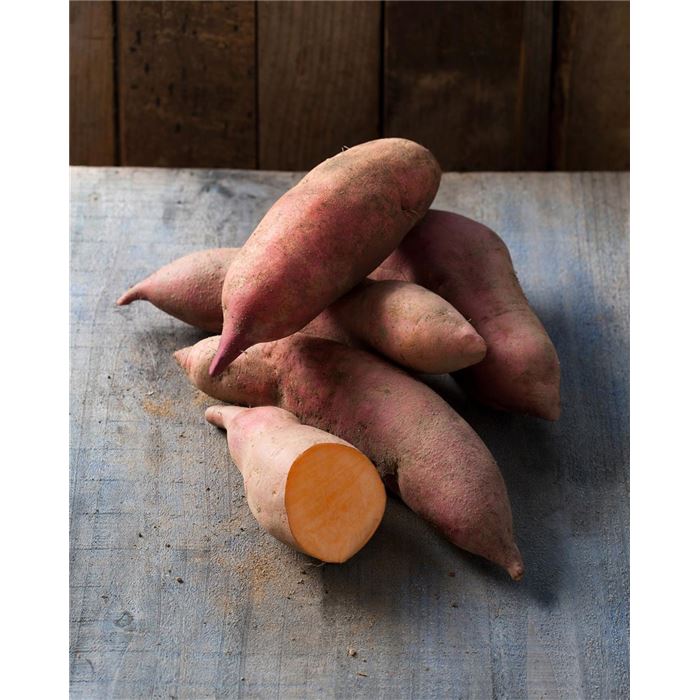 Süßkartoffel 'Erato® Vineland Early Orange' (V15L105)