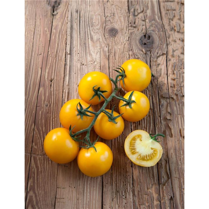 Stab-Tomate 'Starlias® Yellow' (Lorenzo)