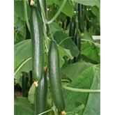 Schlangengurke 'Kiruna® (Fitness)' F1