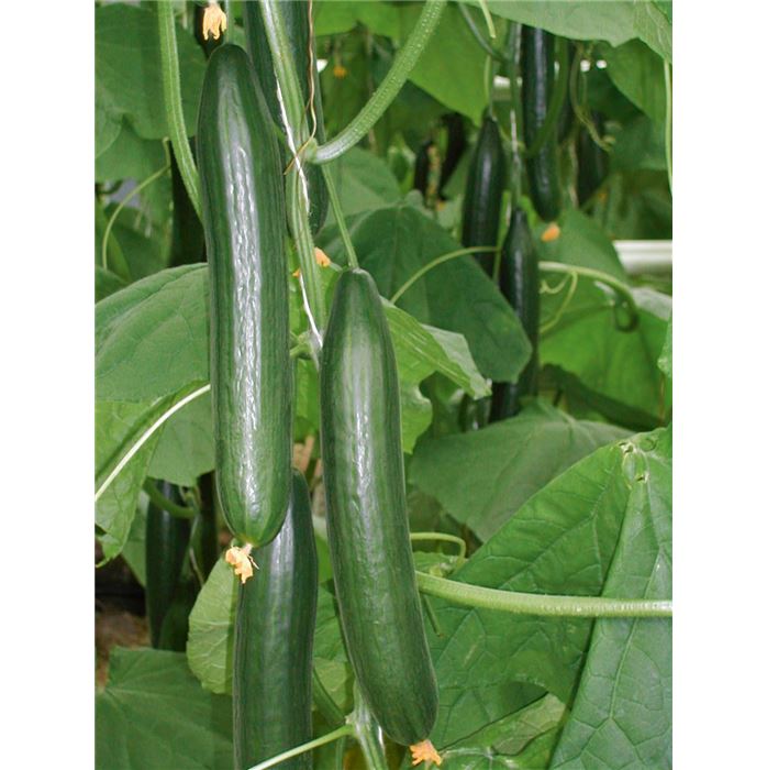 Schlangengurke 'Kiruna® (Fitness)' F1