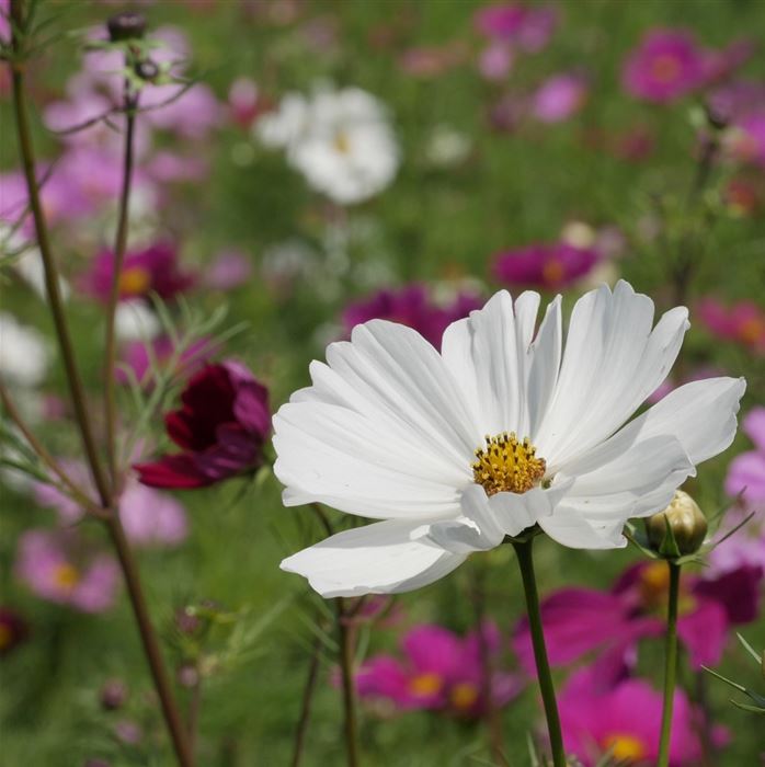 Schmuckkörbchen 'Cosmea Mix'