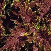 Buntnessel 'Copa® Cuba Libre'