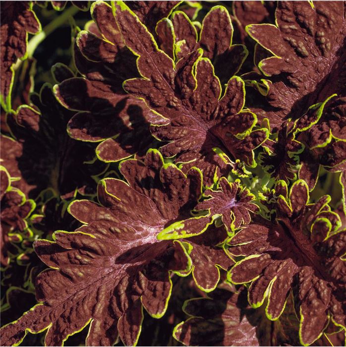 Buntnessel 'Copa® Cuba Libre'