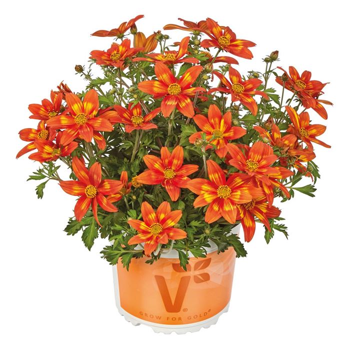 Bidens 'Taka Tuka® M Red Yellow Brush'
