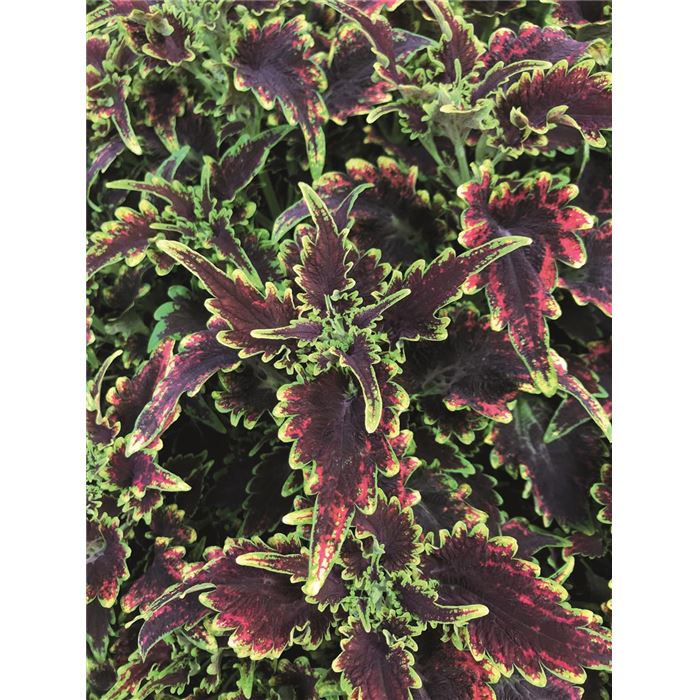 Buntnessel 'Copa® Daiquiri'