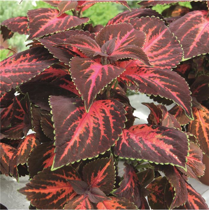 Buntnessel 'Copa® King Henry'