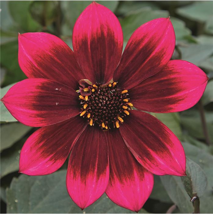 Dahlie Lubega® Dark 'Velvet'