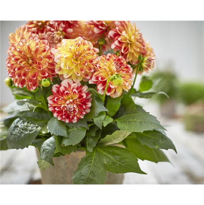 Dahlie Lubega® Power 'Tricolor'