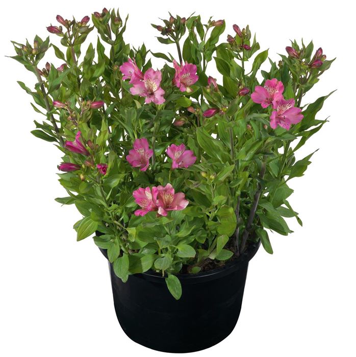 Inkalilie Summer Paradise 'Summer Saint®'