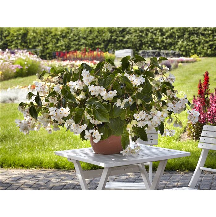 Drachenflügelbegonie 'Dragon Wing® White'