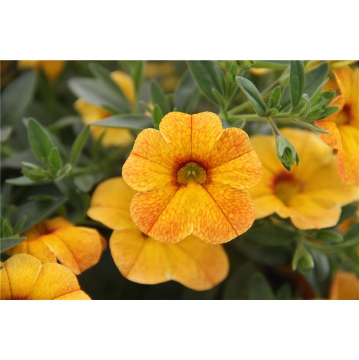 Zauberglöckchen 'Calita® Gold Shimmer'