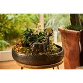 Christrose 'WinterSun®'