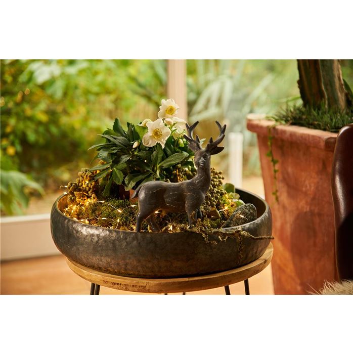 Christrose 'WinterSun®'