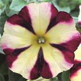 Hänge-Petunie 'Fortado® Burgundy Vanilla'