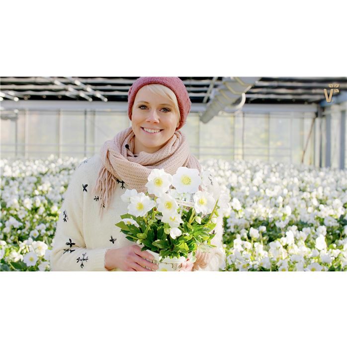 Christrose 'WinterSun®'