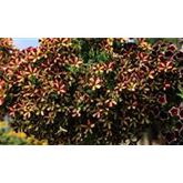 Hänge-Petunie 'Fortado® Burgundy Vanilla'