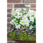 Christrose 'WinterSun®'