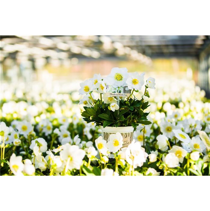 Christrose 'WinterSun®'