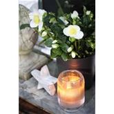 Christrose 'WinterSun®'