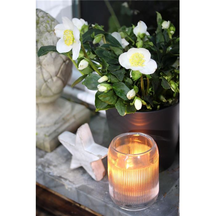 Christrose 'WinterSun®'