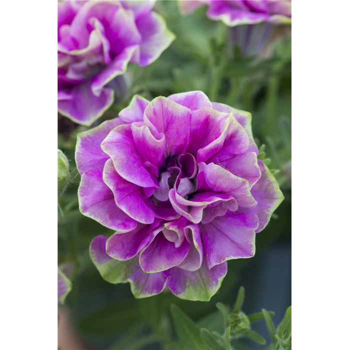 Hänge-Petunie 'Tumbelina® Darcey Rosa'