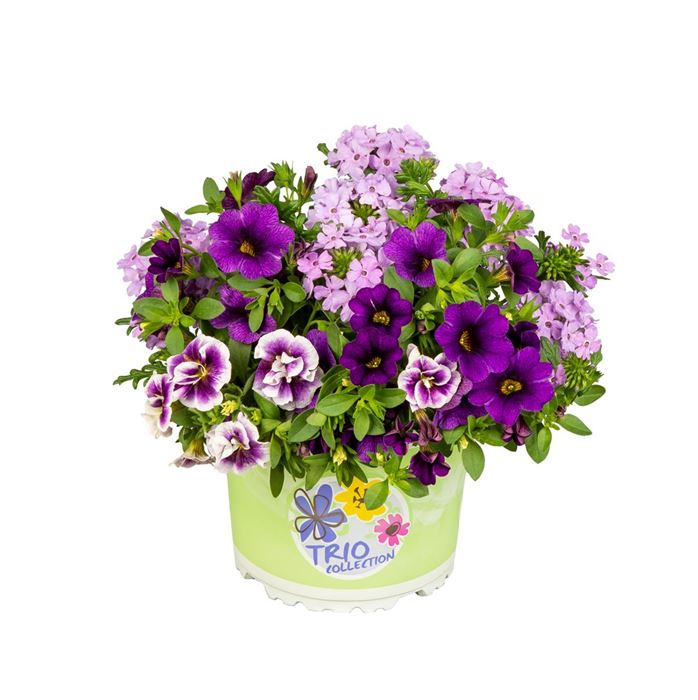 Trio-Collection 'Checkies® Violet Passion'