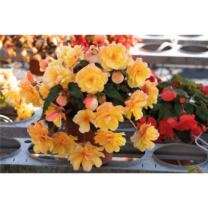 Hängebegonie 'Rosana® Apricot Yellow'