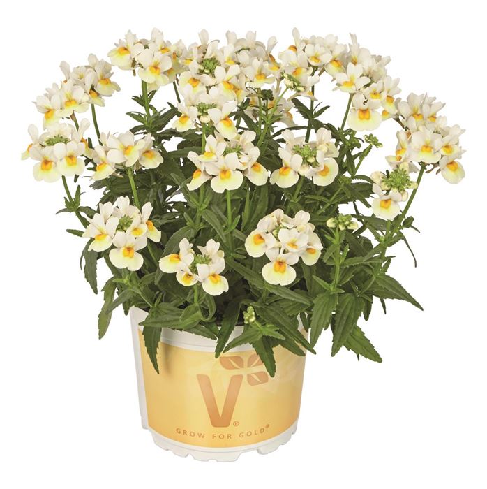 Elfenspiegel Mareto® 'White & Lemon'