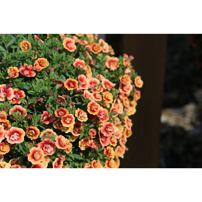 Zauberglöckchen 'Calita® Double Sunset Bicolor'