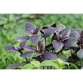 Basilikum Copa® 'Red-Green Shades'