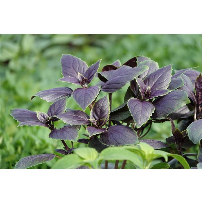 Basilikum Copa® 'Red-Green Shades'