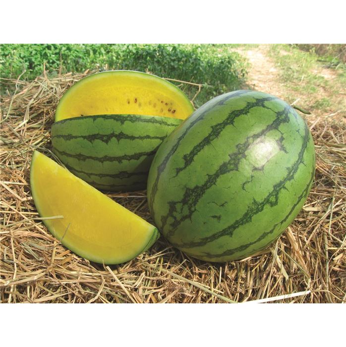 Gelbe Wassermelone 'Sunlove' F1