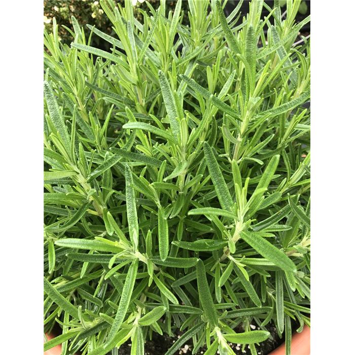 Gourmetrosmarin 'AbraxMaxx'