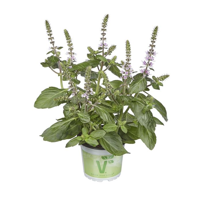 Blüten-Basilikum 'Belmona® Pink'