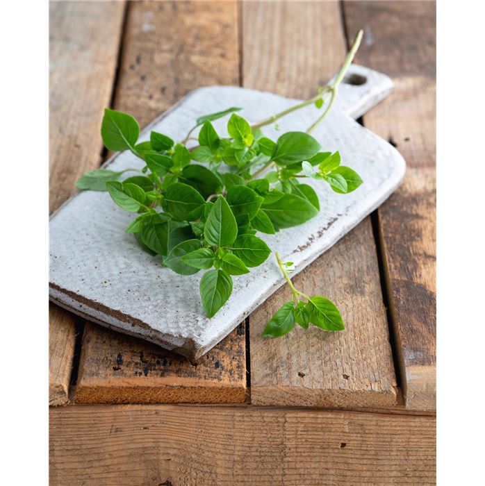 Garten-Basilikum 'Tauris® Petite'