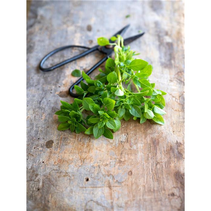 Longlife-Basilikum 'Copa® Petite Green'