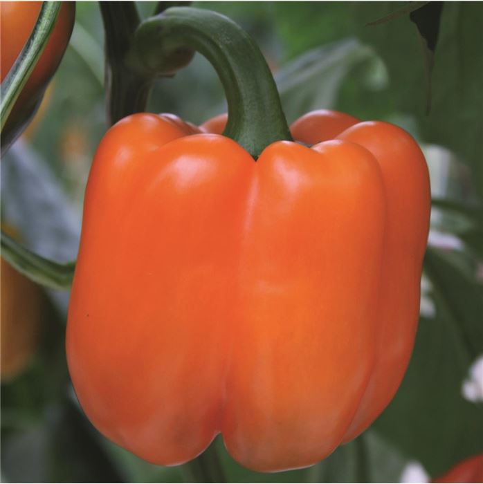 Oranger Block-Paprika 'Beluga® Orange'